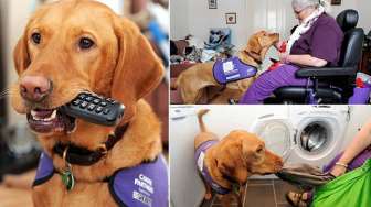 Anjing Cerdas yang Bisa Angkat Telepon 