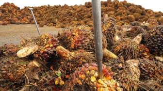 Sempat Meroket, Harga Sawit Riau Pekan Ini Dibayar Rp3.093 per Kg