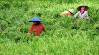 Asuransi Pertanian Berbasis Area Yield Index Bakal Diterapkan di Karawang