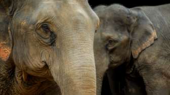 Detik-detik Evakuasi Induk dan Anak Gajah yang Jatuh ke Lubang Sedalam 2 Meter