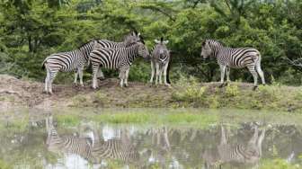 Teka-teki Motif Belang Zebra Akhirnya Terpecahkan