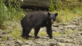 Beruang Dewasa Masuk Pemukiman PT Pertamina