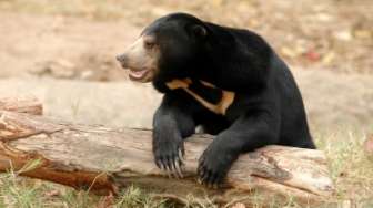 Heboh Beruang Madu Melintas ke Pemukiman Warga di Agam