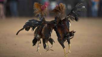 Memasuki Puasa, Judi Sabung Ayam Tetap Marak di Pamekasan