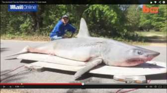 Video: Mancing di Pantai, Nelayan Dapat Hiu 365 Kg