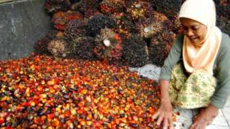 Petani Bisa Senyum, Harga Sawit Riau Meroket Sepekan ke Depan