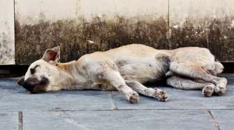 Mirip Hachiko, Anjing Ini Setia Tunggu Majikannya Selama 3 tahun