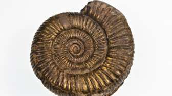 Fosil Nautilus Ditemukan di Sungai Mamberamo, Papua 
