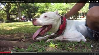 Pengacara Herman Duga Polisi Bersekongkol dengan Majikan Anjing Pitbull