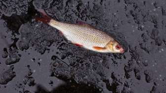 Warga di Desa Ini Kegirangan Kumpulkan Ikan Jatuh dari Langit