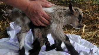 Ajaib, Anak Kambing Berkelamin Ganda dan Berkaki Delapan 