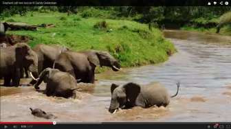 Video:  Gajah-gajah Dewasa Selamatkan Bayi Gajah yang Nyaris Hanyut