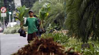 Petugas Dinas Pertamanan dan Pemakaman Provinsi DKI Jakarta memperbaiki tanaman yang rusak jalur hijau depan kantor KPU, Kamis (22/5). [suara.com/Adrian Mahakam]