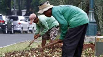 Petugas Dinas Pertamanan dan Pemakaman Provinsi DKI Jakarta memperbaiki tanaman yang rusak jalur hijau depan kantor KPU, Kamis (22/5). [suara.com/Adrian Mahakam]
