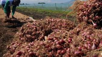 Pasokan Terbatas, Harga Bawang Merah Mulai Naik