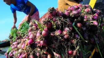 Harga Bawang Merah Terus Naik