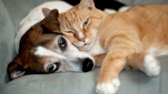 Deo-Toilet untuk Kucing dan Deo-Sheet untuk Anjing Bikin Pemilik dan Peliharaannya Sehat
