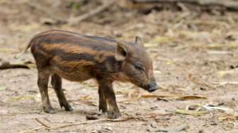 Babi Kabur dari Truk yang Mengangkutnya ke Rumah Jagal