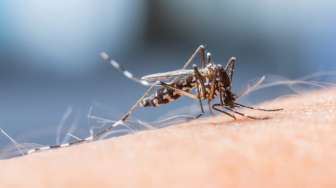 Demam Sulit Turun Bisa Jadi Gejala Penyakit Dengue, Dokter Ingatkan untuk Waspada