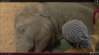 Video: Wow, Nyanyian Perempuan Ini Bikin Gajah 'Ngorok'