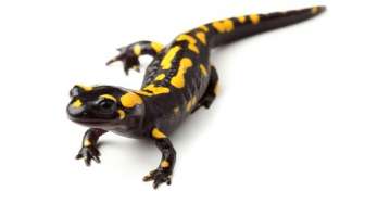 Salamander Simpan Kunci Regenerasi Organ Tubuh Manusia