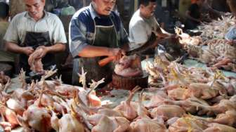 Harga Daging Ayam Merosot, Padagang Pasar Bendungan Wates Mengeluh