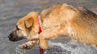 Temuan Baru, Anjing Bisa Cium Bau Virus Corona Covid-19 Lewat Urine