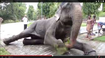 Video: Dibebaskan dari Belenggu Selama 50 Tahun, Gajah Ini Menangis