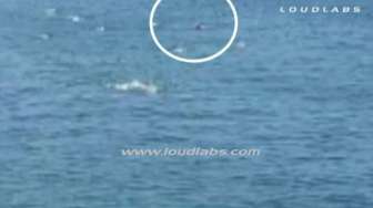 Video: Berenang di Laut, Perenang Diserang Hiu Putih Raksasa 
