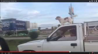 Video: Cuma di Rusia, Ada Anjing Berdiri di Atas Mobil yang Melaju