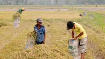 1,14 Juta Anak di Indonesia Masih Terlibat dalam Situasi Pekerja Anak