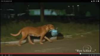 Video: Anjing Ini Jalan 6 Km untuk Berikan Makanan ke Hewan Lain