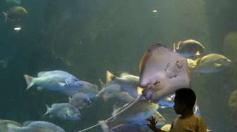 Pengunjung memadati tempat wisata biota laut Seaworld Ancol Jakarta, Senin (28/07). Usai menjalankan ibadah di bulan suci Ramadhan, warga Jakarta menjadikan seaworld ancol sebagai tempat berlebaran bersama keluarga. (Suara.com/Kurniawan Mas'ud)