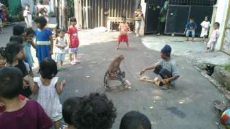 Wah, Sirkus Topeng Monyet Marak Lagi di Jakarta