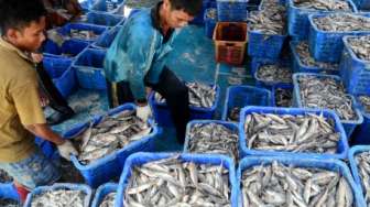 Awas Ada Ikan Berpenyakit Tumor