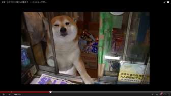 Video: Anjing Menggemaskan Ini Bekerja Sebagai Pelayan Toko