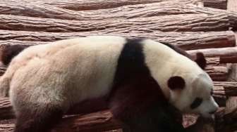 Mengunjungi Panda Kebun Binatang Beauval di St. Aignan