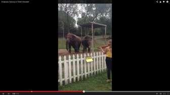 Video: Wow, Dua Gajah Ini Menari Saat Dengar Musik Klasik