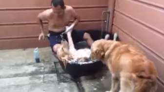 Ingin Manjakan Anjing Anda? Ikutilah Cara ini
