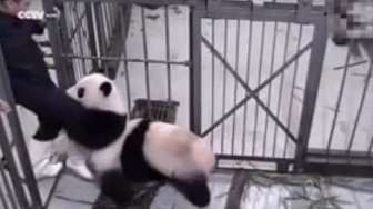 Video: 'Naksir', Panda Ini Tak Mau Lepaskan Kaki Pawangnya