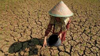 Gawat, Sawah Kering di Sultra Capai 3.091 Hektare