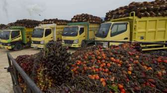 Naik Lagi, Harga Sawit Mitra Plasma Riau Tembus Rp3.115 per Kg