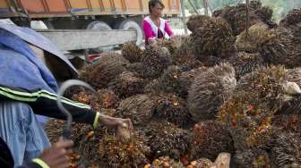 Harga Sawit Mitra Swadaya Riau Meroket, Nyaris Tembus Rp3.000 per Kg