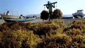 Indonesia Jadi Pengekspor Terbesar Kedua, Budi Daya Rumput Laut Takalar Masuk Daftar PPI