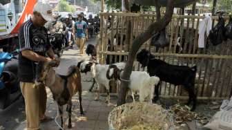 Kawanan Perampok Gasak 8 Kambing Kurban, Pedagang Dicekik