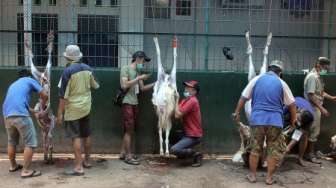 SBY Kurban Satu Ekor Sapi dengan Berat 1.075 Kilogram