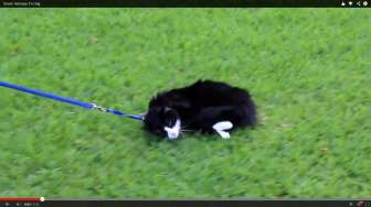 Video: Kucing Ini Menolak Diajak Jalan Seperti Anjing