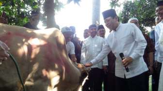 Sapi Ketua DPR Kalah Besar dari Ketua DPD