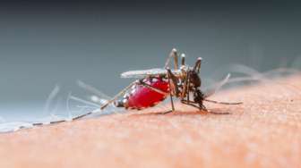 Dengung Nyamuk Memang Mengganggu, Tapi Tak Semuanya akan Mengisap Darah Manusia