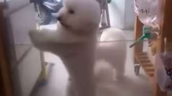 Video: Wah, Anjing 'Ngegemesin' Ini Jago Nari "Chachacha"